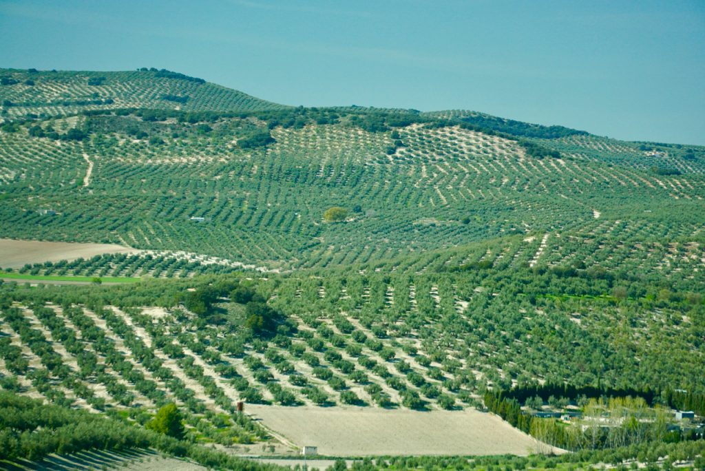 A few of the millions of Spanish olive trees.